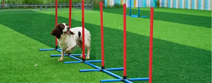 VEVOR 7-Piece Dog Agility Training Set