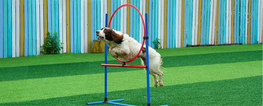 VEVOR 7-Piece Dog Agility Training Set