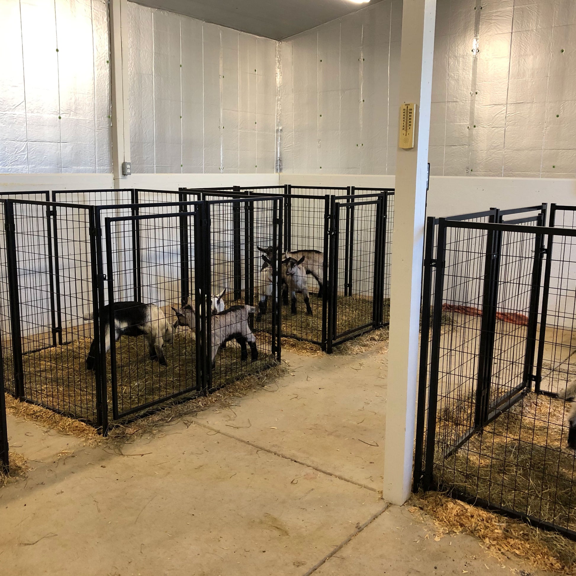 Dog Kennel 5X5X4 Ft Heavy Duty Pet Playpen Dog Exercise Fence