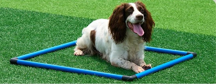 VEVOR 7-Piece Dog Agility Training Set